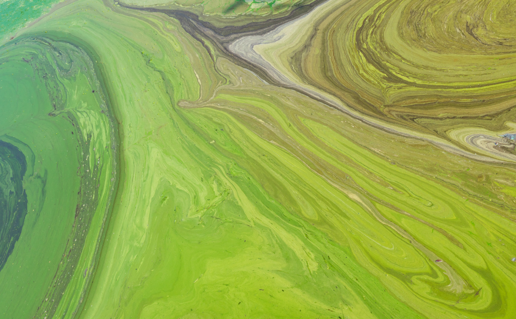 Natural,Patterns,On,Ukrainian,River,Dnepr,Covered,By,Cyanobacterias,As
