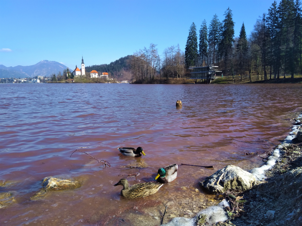 Bled_2020_4-1