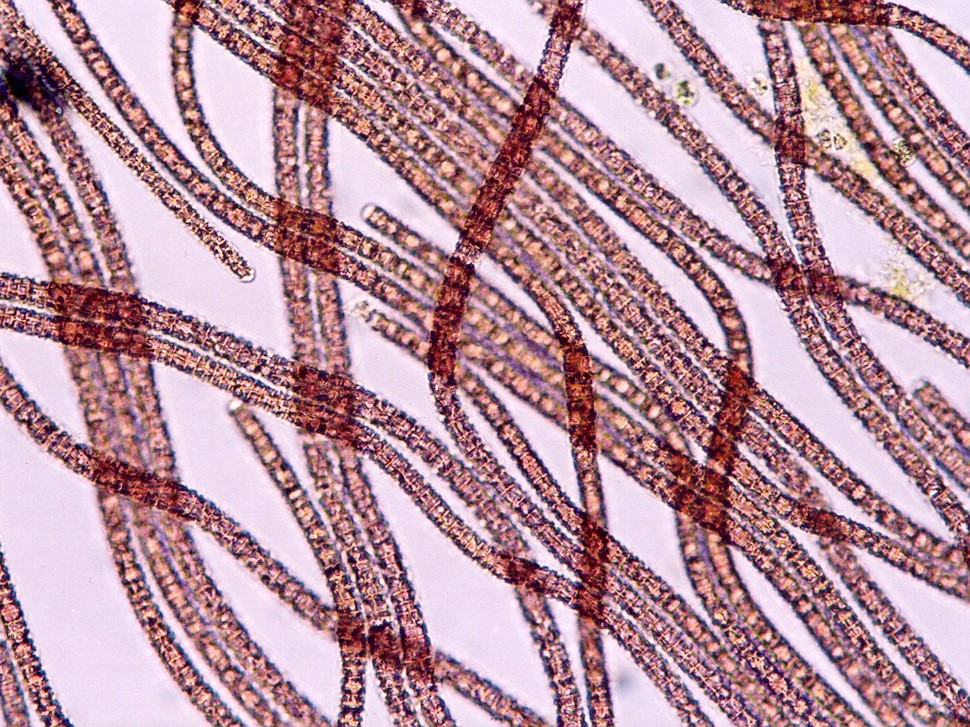 Planktothrix rubescens